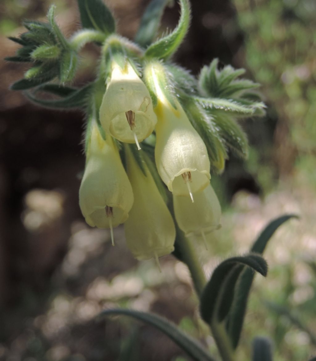 Onosma echioides